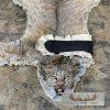 Alaskan Lynx Taxidermy Full Rug Mount For Sale - Image 3