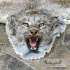 Alaskan Lynx Taxidermy Full Rug Mount For Sale - Image 4