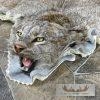 Alaskan Lynx Taxidermy Full Rug Mount For Sale - Image 5