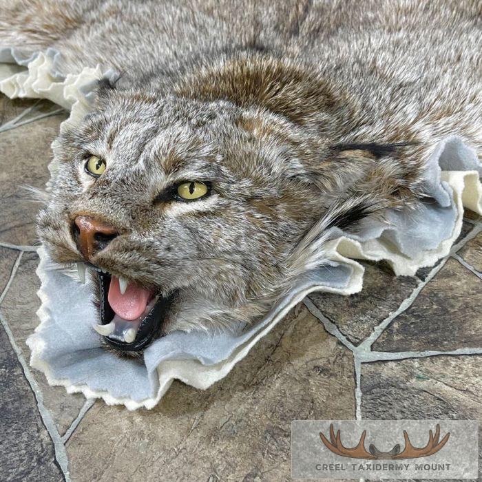 Alaskan Lynx Taxidermy Full Rug Mount For Sale - Image 5