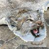 Alaskan Lynx Taxidermy Full Rug Mount For Sale - Image 6