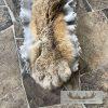 Alaskan Lynx Taxidermy Full Rug Mount For Sale - Image 10