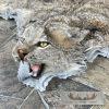 Alaskan Lynx Taxidermy Full Rug Mount For Sale - Image 6