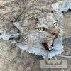 Alaskan Lynx Taxidermy Full Rug Mount For Sale - Image 7