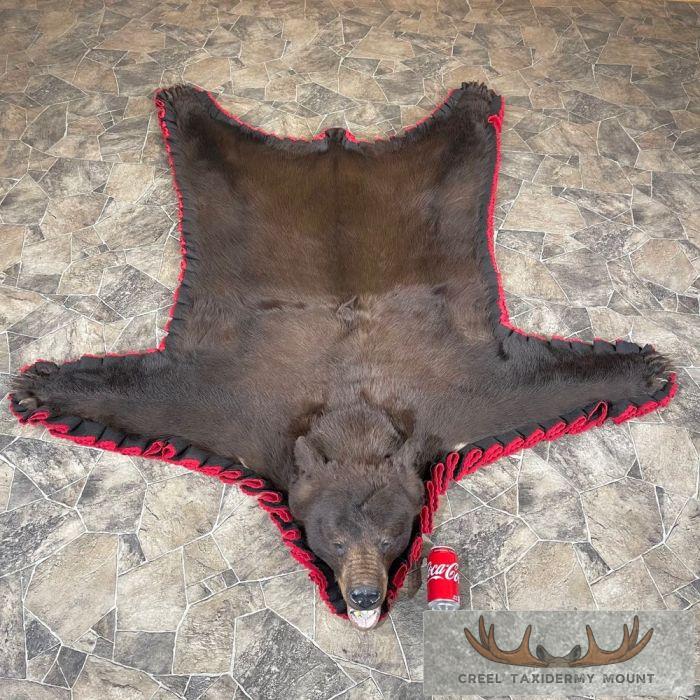 Chocolate Black Bear Full-Size Taxidermy Rug For Sale