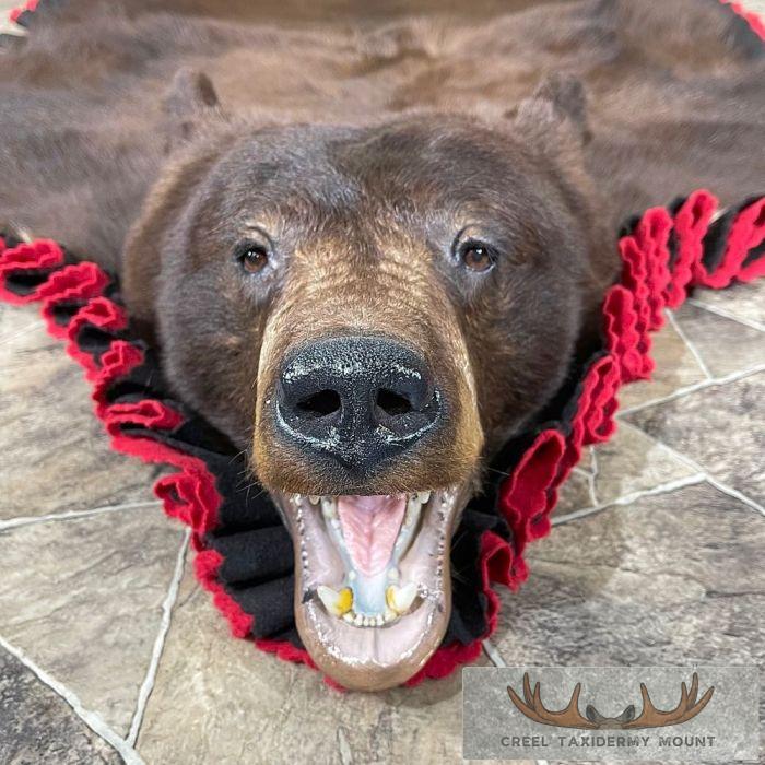 Chocolate Black Bear Full-Size Taxidermy Rug For Sale