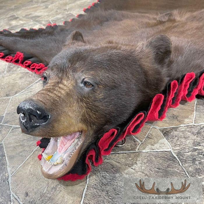 Chocolate Black Bear Full-Size Taxidermy Rug For Sale