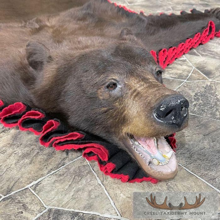 Chocolate Black Bear Full-Size Taxidermy Rug For Sale