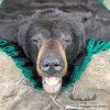 Black Bear Full-Size Taxidermy Rug For Sale - Image 4