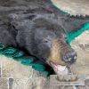 Black Bear Full-Size Taxidermy Rug For Sale - Image 6