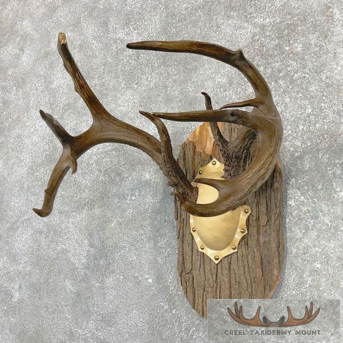 Whitetail Deer Antler Plaque Taxidermy Mount For Sale - Image 3