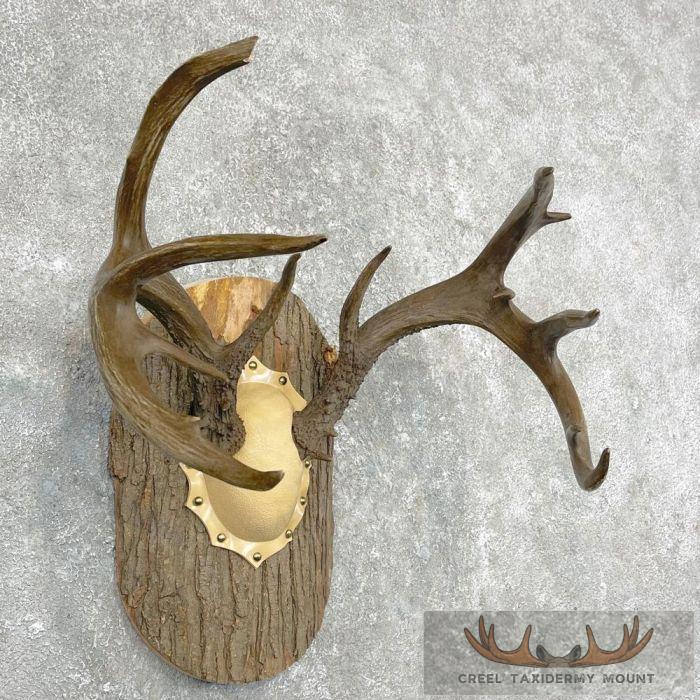 Whitetail Deer Antler Plaque Taxidermy Mount For Sale - Image 2