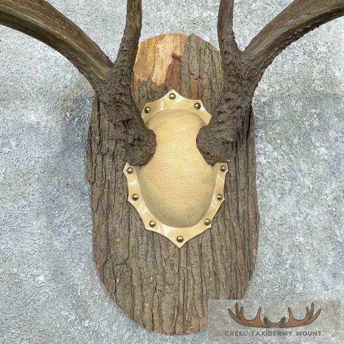 Whitetail Deer Antler Plaque Taxidermy Mount For Sale - Image 4
