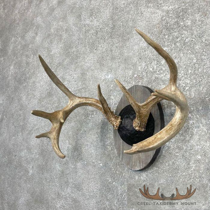 Whitetail Deer Antler Plaque Taxidermy Mount For Sale - Image 3