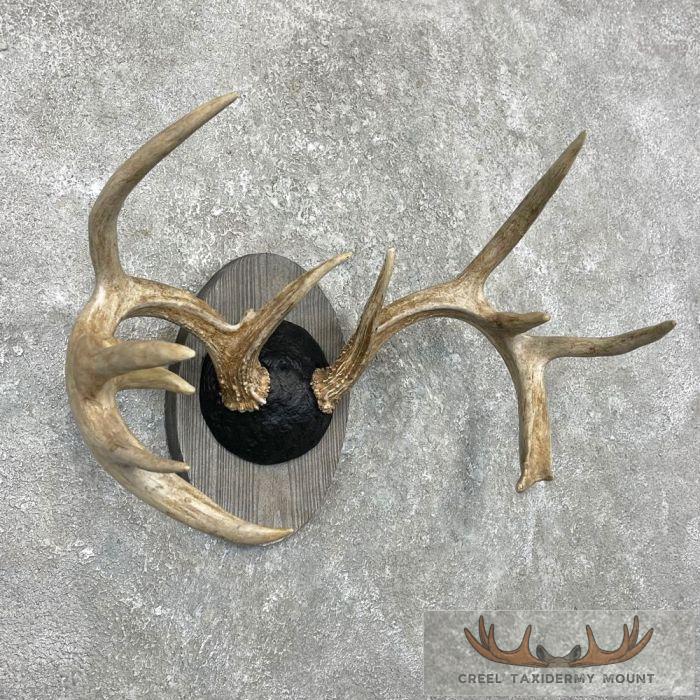 Whitetail Deer Antler Plaque Taxidermy Mount For Sale - Image 2