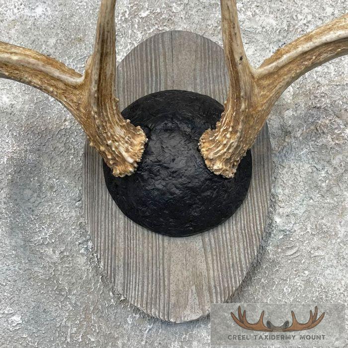 Whitetail Deer Antler Plaque Taxidermy Mount For Sale - Image 4