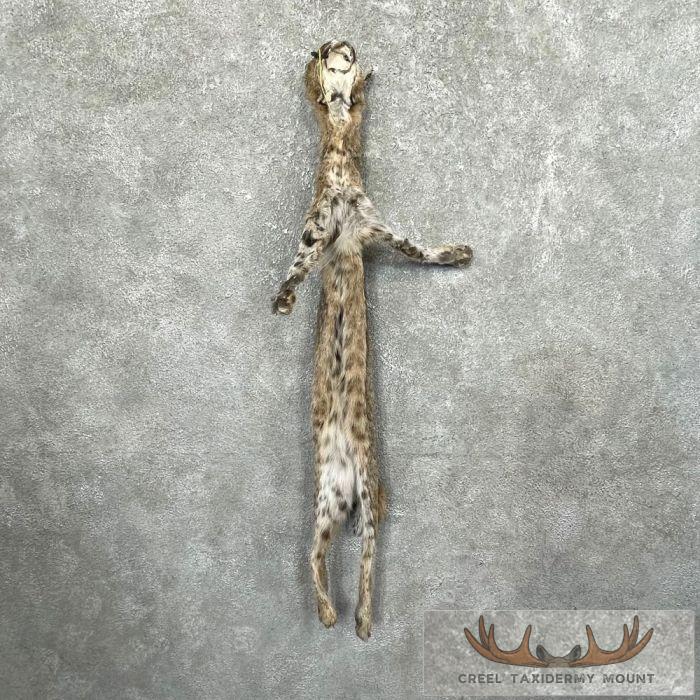 Bobcat Tanned Hide For Sale - Image 2