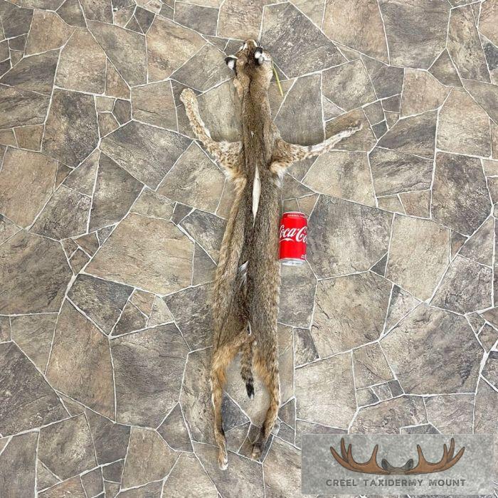 Bobcat Tanned Hide For Sale - Image 3