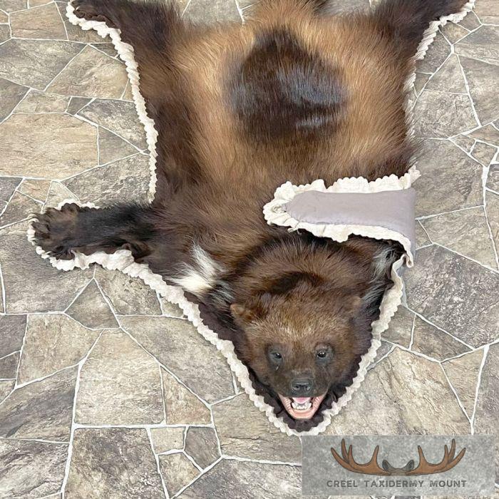 Wolverine Rug Duster Alaskan Wolverine Full-Size Rug F For Sale | Creel Taxidermy
