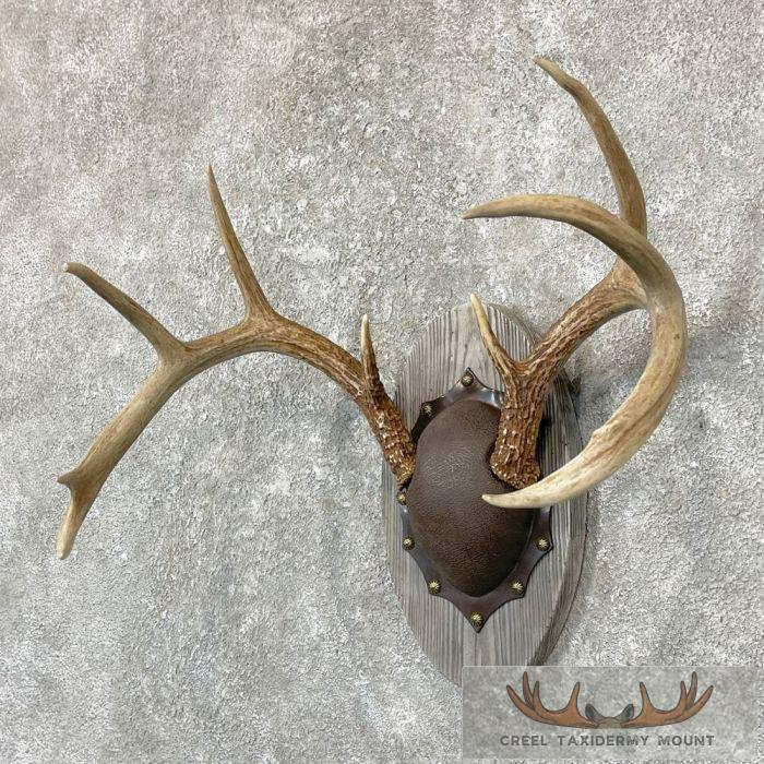 Whitetail Deer Antler Plaque Taxidermy Mount For Sale - Image 2