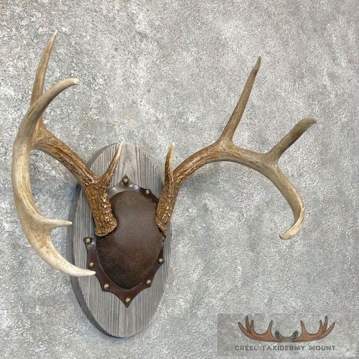 Whitetail Deer Antler Plaque Taxidermy Mount For Sale - Image 3