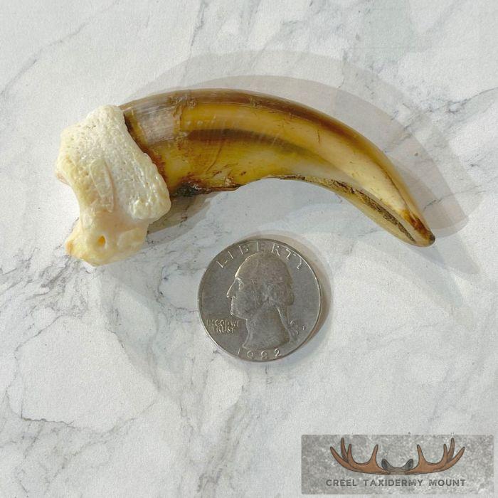 Grizzly Bear Claw Taxidermy For Sale - Image 2