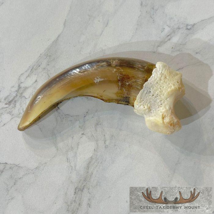 Grizzly Bear Claw Taxidermy For Sale - Image 3
