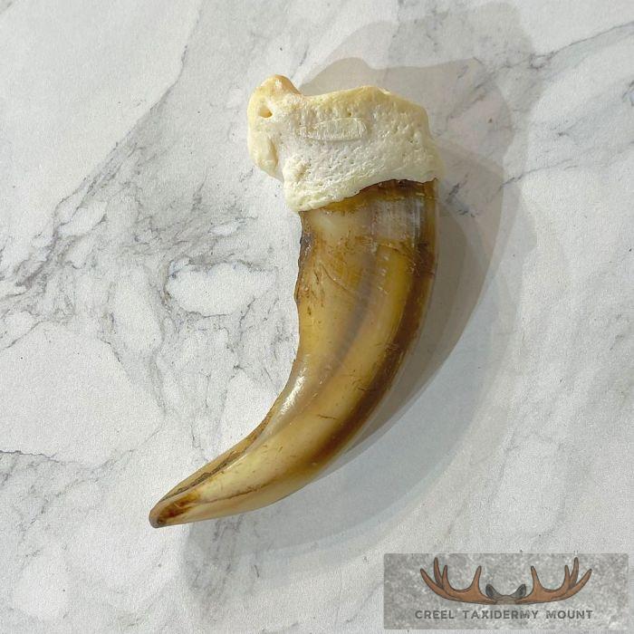 Grizzly Bear Claw Taxidermy For Sale - Image 4