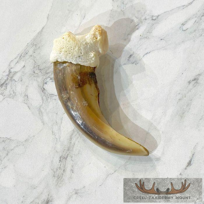 Grizzly Bear Claw Taxidermy For Sale - Image 5