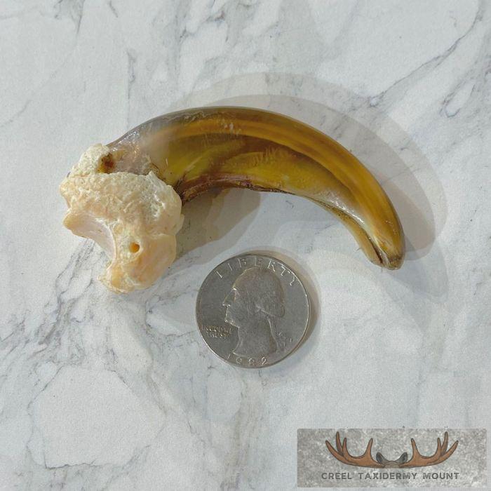 Grizzly Bear Claw Taxidermy For Sale - Image 2