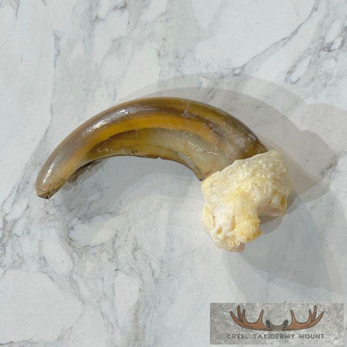 Grizzly Bear Claw Taxidermy For Sale - Image 3