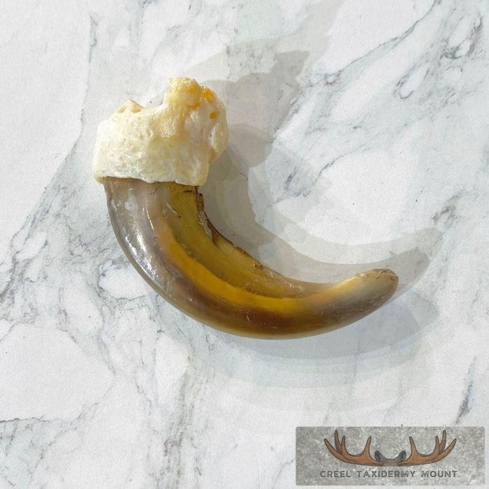 Grizzly Bear Claw Taxidermy For Sale - Image 4