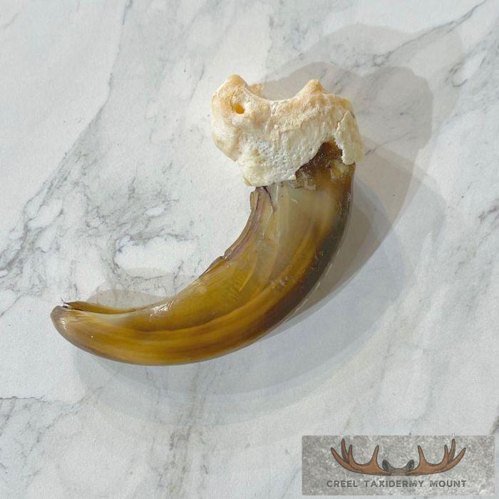 Grizzly Bear Claw Taxidermy For Sale - Image 5