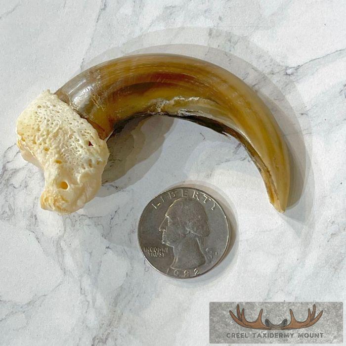 Grizzly Bear Claw Taxidermy For Sale - Image 2
