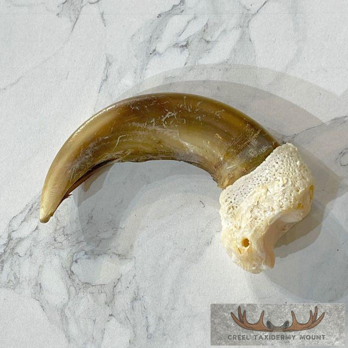 Grizzly Bear Claw Taxidermy For Sale - Image 3