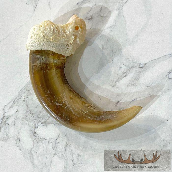 Grizzly Bear Claw Taxidermy For Sale - Image 4