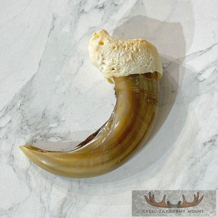 Grizzly Bear Claw Taxidermy For Sale - Image 5
