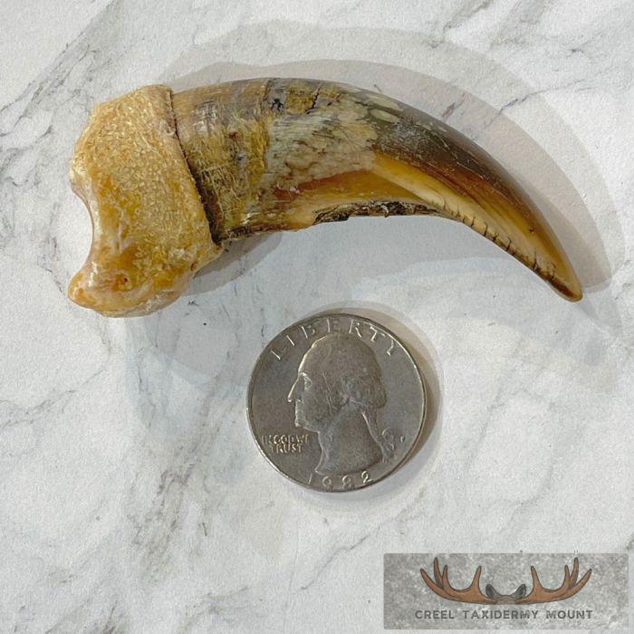 Grizzly Bear Claw Taxidermy For Sale - Image 2