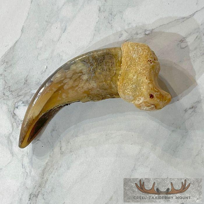 Grizzly Bear Claw Taxidermy For Sale - Image 3