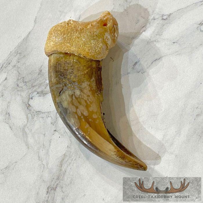 Grizzly Bear Claw Taxidermy For Sale - Image 4