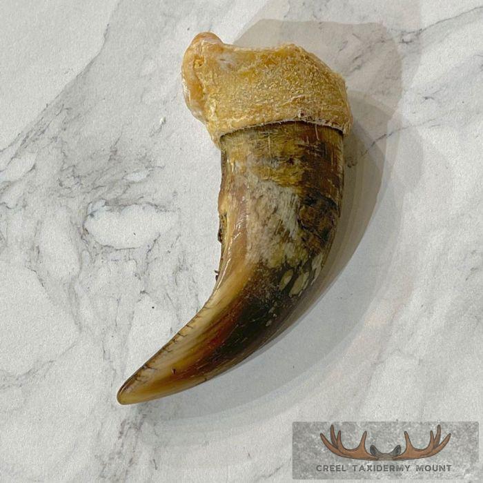 Grizzly Bear Claw Taxidermy For Sale - Image 5