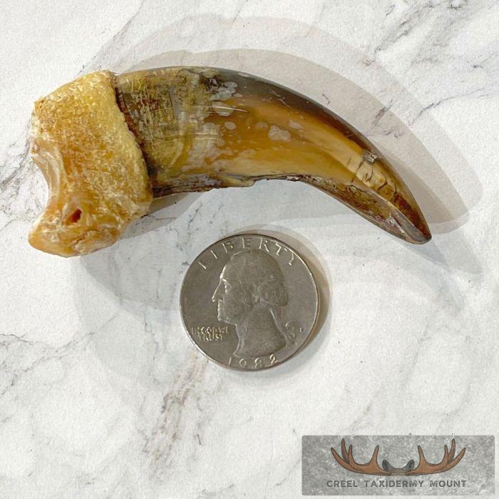 Grizzly Bear Claw Taxidermy For Sale - Image 2