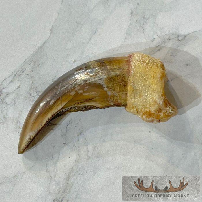 Grizzly Bear Claw Taxidermy For Sale - Image 3