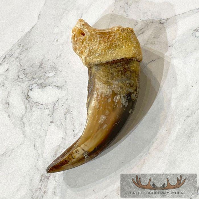 Grizzly Bear Claw Taxidermy For Sale - Image 5