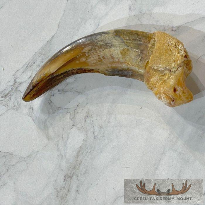 Grizzly Bear Claw Taxidermy For Sale - Image 3