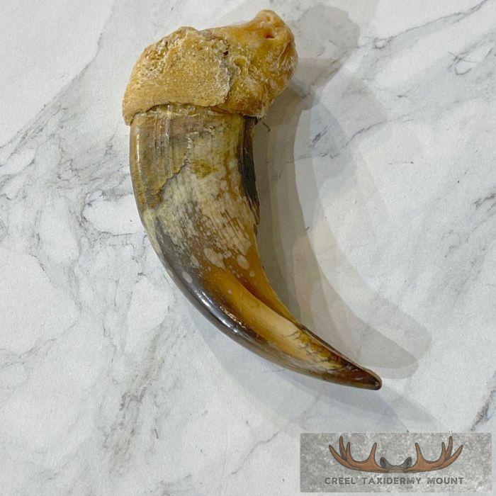 Grizzly Bear Claw Taxidermy For Sale - Image 4