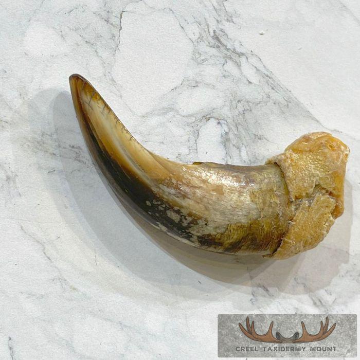 Grizzly Bear Claw Taxidermy For Sale - Image 5