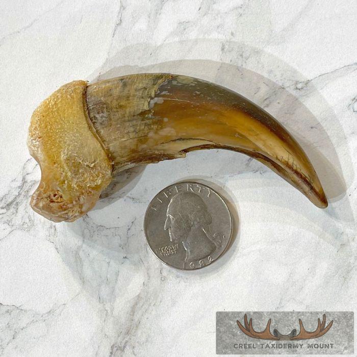 Grizzly Bear Claw Taxidermy For Sale - Image 2