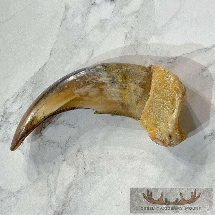 Grizzly Bear Claw Taxidermy For Sale - Image 3