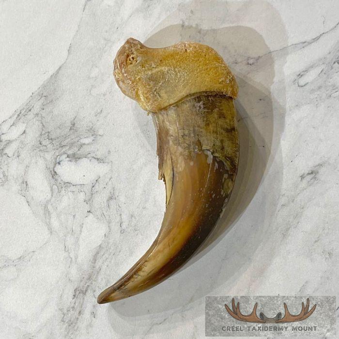 Grizzly Bear Claw Taxidermy For Sale - Image 5